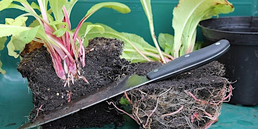 Hauptbild für Plant Propagation