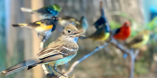 Imagem principal de CANCELLED - Burpee Museum: BSA Bird Study Merit Badge - In-Person