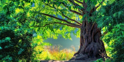 Hauptbild für Healing With The Trees