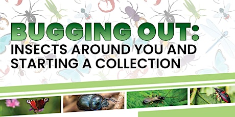 "Bugging Out!" Insects Around You and Starting a Collection primary image