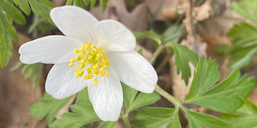 Imagem principal do evento Spring wildflower walk -  a gentle stroll with a local botanist