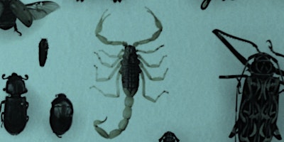 Imagem principal de Burpee Museum: BSA Insect Study Merit Badge - In Person