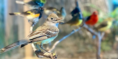 Hauptbild für SOLD OUT - Burpee Museum BSA: Bird Study Merit Badge -Virtual