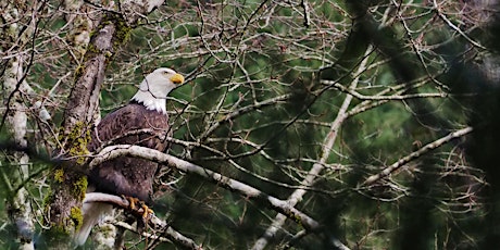 Cheakamus Centre Eagle Viewing Day primary image