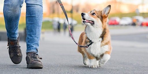 Imagem principal do evento Individuele wandelconsultatie: Rustig op stap met je hond