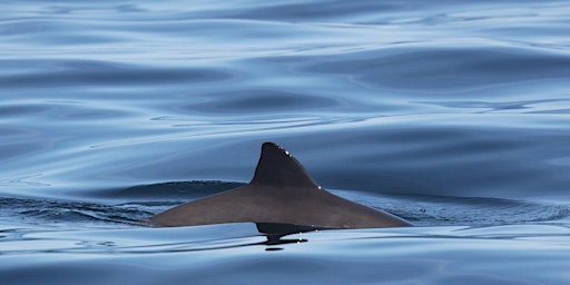 Imagem principal do evento Sea Watch April Survey - Hurlstone Point "Porpoises and Poetry"