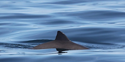 Primaire afbeelding van Sea Watch May Survey - Redcliffe Bay "Porpoises and Poetry"