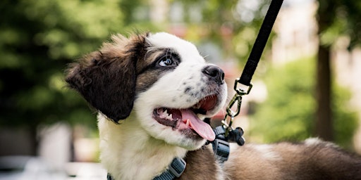 Hauptbild für Het wandelvragenuurtje: Puppy's