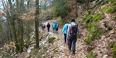 Singlewanderung: Pfälzerwald - Dimbacher Höhenweg (35-55 J.)  primärbild