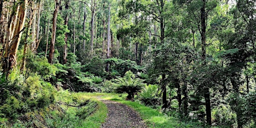 Hauptbild für Olinda to Sassafras Circuit on the 5th of June, 2024