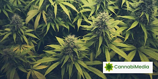 Invierte en la industria de Cannabis en México | Conoce a CannabiMedia
