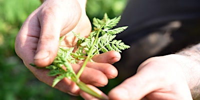 Imagen principal de Spring Greens Foraging with Coeur Sauvage at Dalkeith Country Park