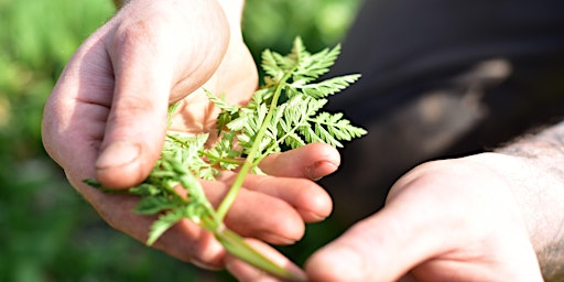 Immagine principale di Spring Greens Foraging with Coeur Sauvage at Dalkeith Country Park 