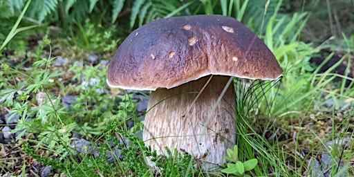 Mushroom Foraging with Coeur Sauvage at Mugdock Country Park