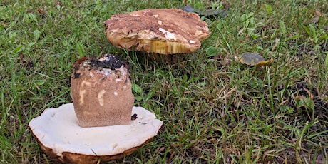 Mushroom Foraging with Coeur Sauvage at Dalkeith Country Park