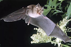 Bat Walk  - Taith Gerdded Ystlumod