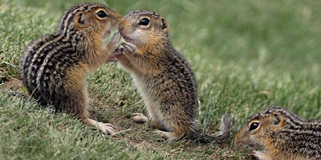 Primaire afbeelding van The World of Mammals: Ground Squirrels