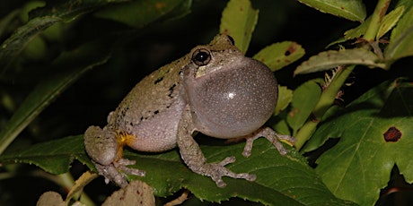 Amphibians and Reptiles of the Mid-Atlantic primary image