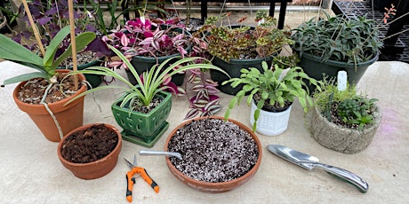 Houseplant Repotting Clinic primary image