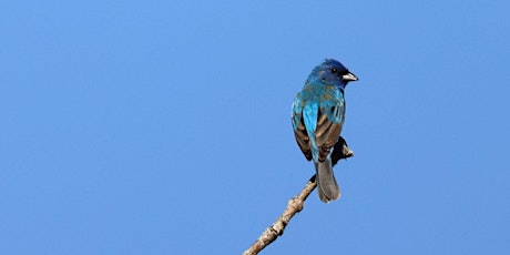 Rolling Ridge Bird Walk