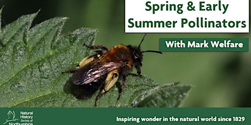 Imagem principal de Spring and Early Summer Pollinators of Northumberland