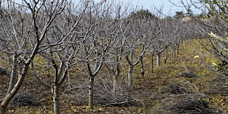 Imagen principal de Winter Fruit Tree Pruning Workshop