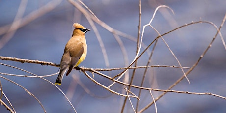 Hauptbild für Birding at Burden February 2024