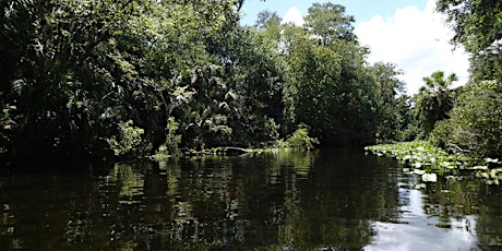 Imagen principal de September Eco Paddle - Wekiva River