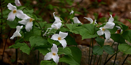 Primaire afbeelding van Native Spring Ephemerals