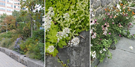 Hauptbild für Little Garden, Big Impact: Native Plants for Small Spaces