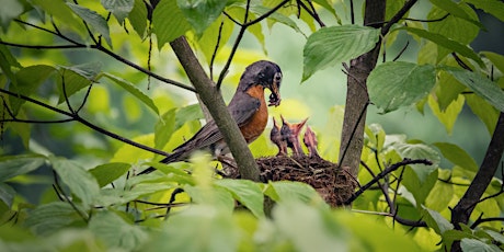 Primaire afbeelding van Photo Walk