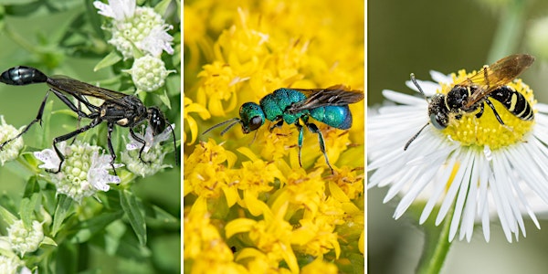 Native Predatory Wasps: Their Role as Pollinators and Beneficial Insects