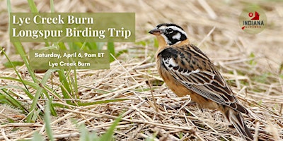 Lye Creek Burn Longspur Birding Trip