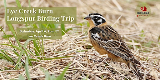 Imagen principal de Lye Creek Burn Longspur Birding Trip