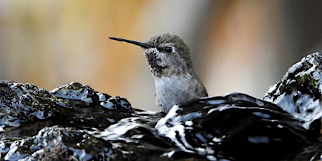 Imagem principal do evento Hummingbird ID & Birding Workshop