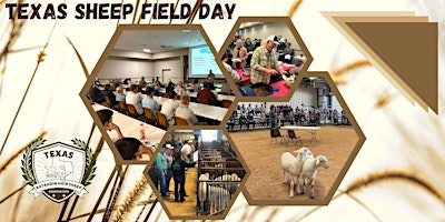 Hauptbild für Texas Sheep Field Day