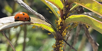 Image principale de Eco-Friendly Garden Pest Management