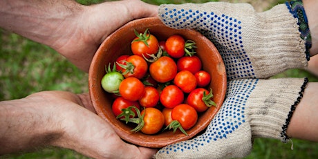 Thinking Green: organic veggie garden and wicking beds at Gidgegannup