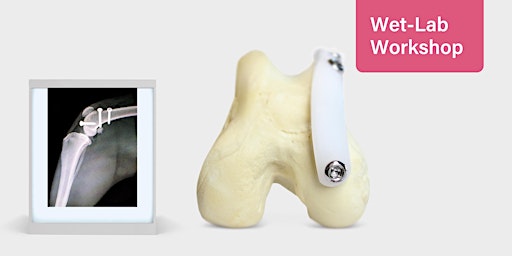 Stifle Disease: Patellar Luxation with RidgeStop | Wet-Lab primary image