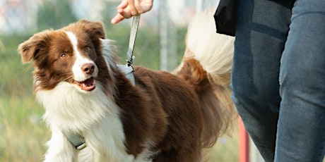 Het wandelvragenuurtje: Volwassen honden  primärbild