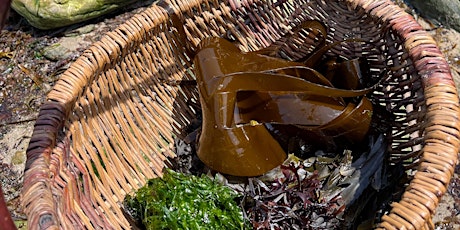 Wild Food Forage and Feast - Summer Seaweed