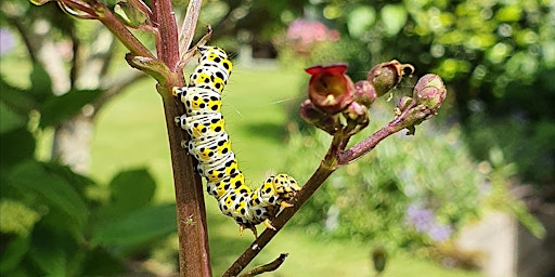 Immagine principale di BioBlitz – Moth and Invertebrates of Slapton Ley National Nature Reserve 