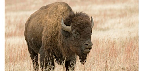 Bison primary image