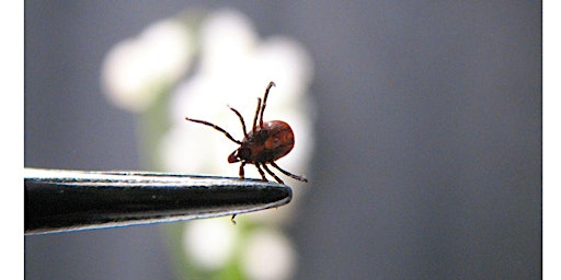 Hauptbild für Ticks