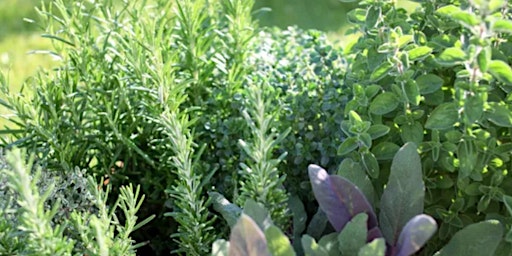Herb Class ~ Come Explore Herb Gardens, Walk Nibble and Learn!  primärbild