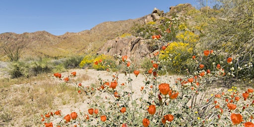 Spring Flora primary image