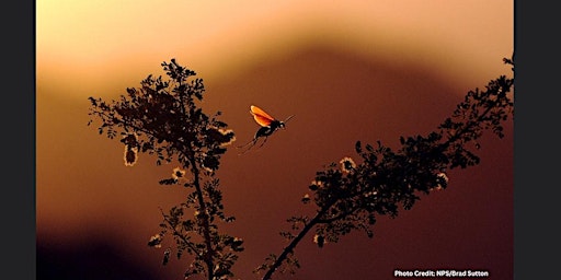 Hauptbild für Desert Insects: Who They Are and Why They Matter