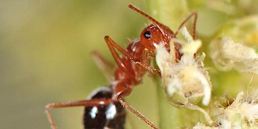 Primaire afbeelding van Ants: The Unsung Heroes of the Desert!