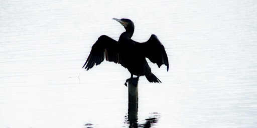 Immagine principale di Birds of Slapton Ley 