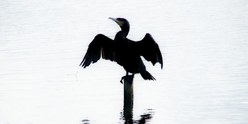 Birds of Slapton Ley